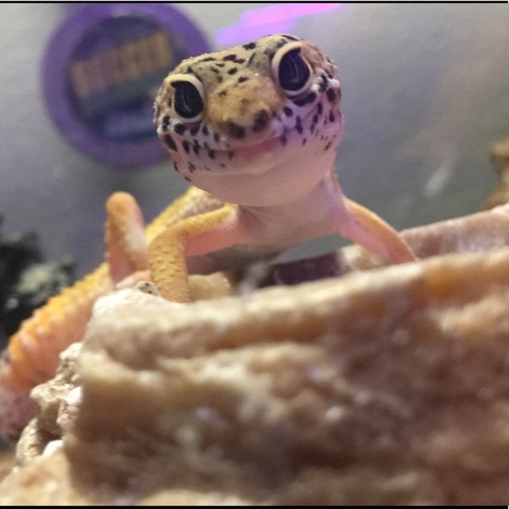 Meet your Posher, Mario